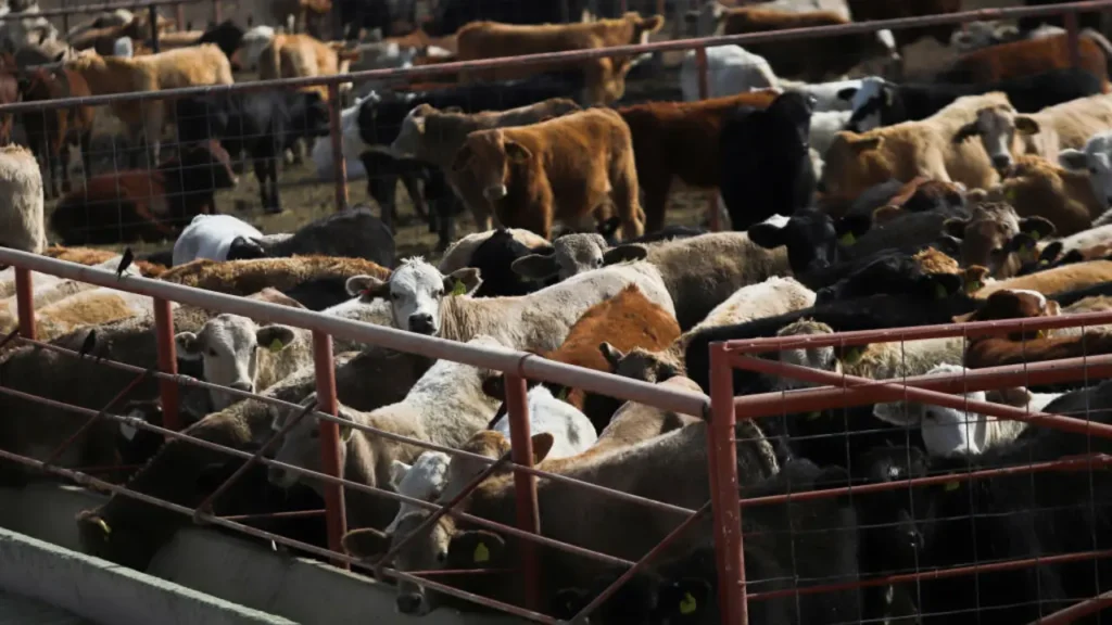 New World screw worm fly - infestation can kill a 1,000-pound cow in just two weeks