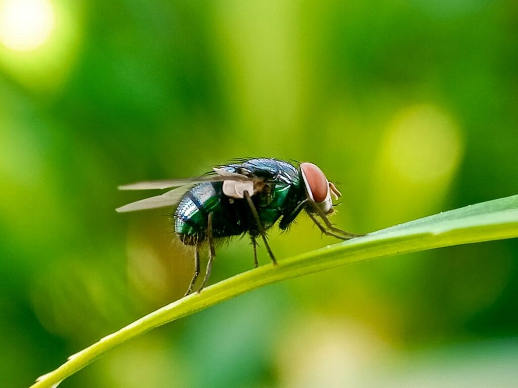 New World Screw Worm Fly Threat Sparks Urgent U.S. Action to Protect Livestock and Economy